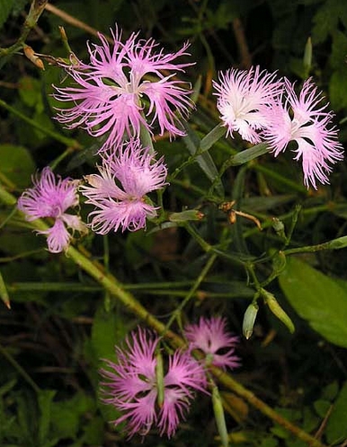 Dianthus superbus seed